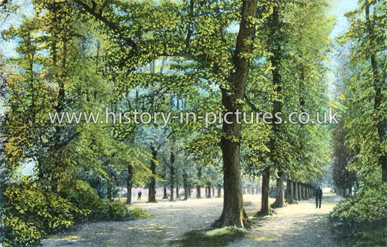 The Avenue, Bushwood, Leytonstone, London. c.1904